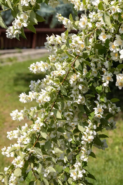Mooie Witte Jasmijn Bloesem Bloemen Het Voorjaar Achtergrond Met Bloeiende — Stockfoto