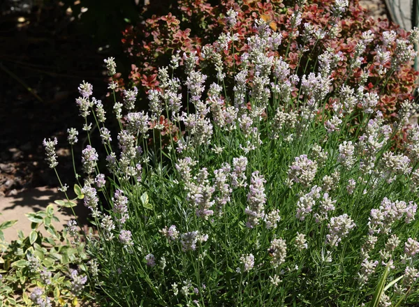 Narrow Leaved White Lavender Edelweiss Lavandula Angustifolia White — Fotografia de Stock