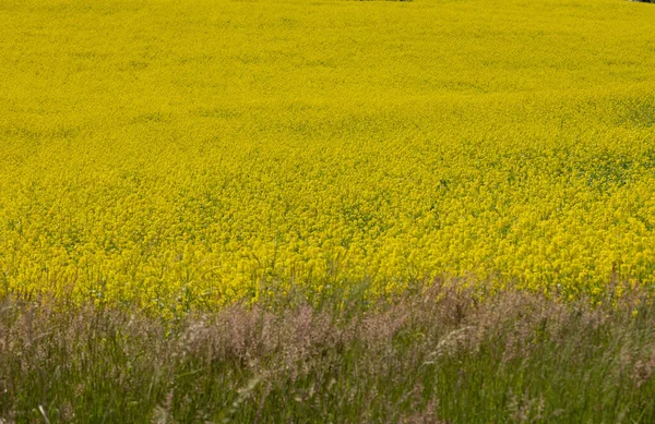 Açık Sarı Renkte Tecavüz Çiçekli Tarla — Stok fotoğraf
