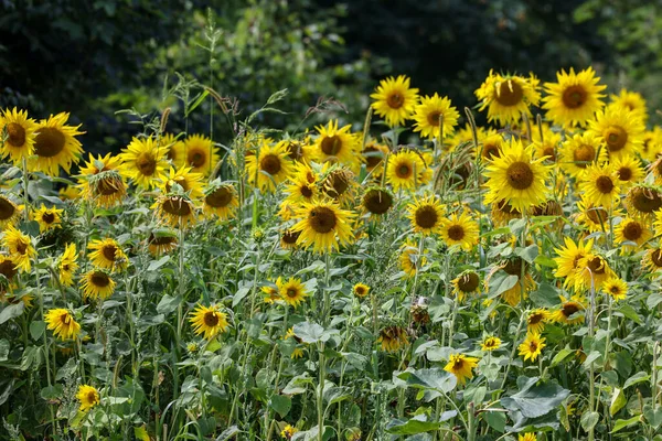 Yellow Sunflowers Growing Field Natural Sunflower Background — Stockfoto