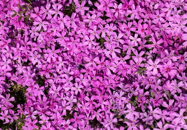 Lilac Aubrieta Deltoidea Flowers Garden — Fotografia de Stock