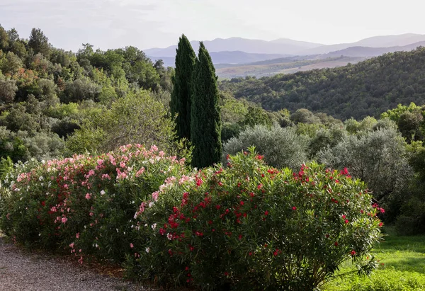Viejos Olivares Arbustos Adelfas Una Ladera Montemassi Provincia Grosseto Toscana — Foto de Stock