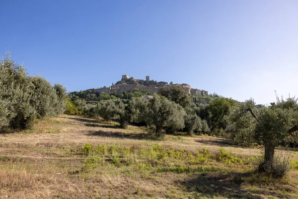 Staré Olivové Háje Úbočí Kopce Montemassi Provincii Grosseto Toskánsko Itálie — Stock fotografie