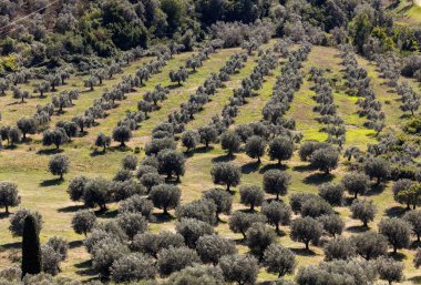 Grosseto bölgesindeki Montemassi çevresindeki tarım arazileri ve zeytinlikler. İtalya