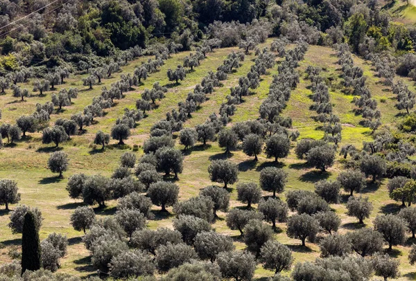 Terreno Agricolo Oliveto Intorno Montemassi Provincia Grosseto Italia — Foto Stock