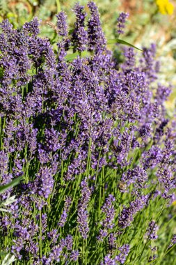  Fransa, Sault yakınlarındaki Provence 'de açan lavanta çiçekleri.