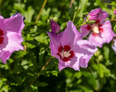 Beautiful pink flowers of Hibiscus syriacus in garden