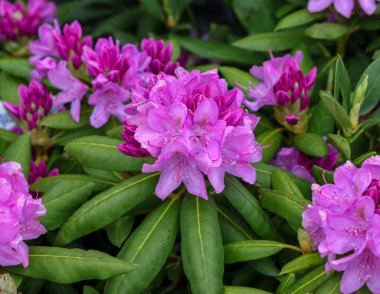 Beautiful blooming pink azalea flowers in garden