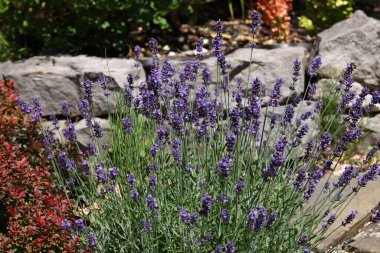  the blooming lavender flowers in garden