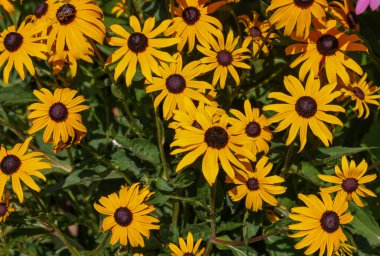 Rudbekia Süs bahçesinde sarı papatya çiçekleri