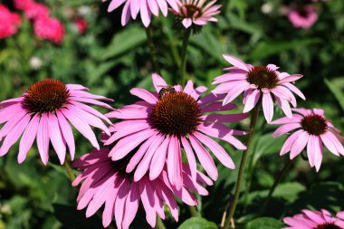Ekinezya purpurea ya da bahçede mor koni çiçeği.