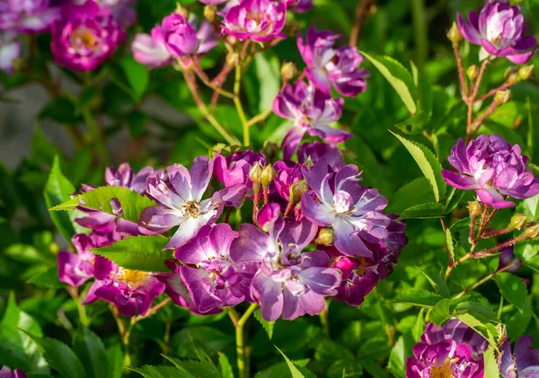 Lila Blüten Der Veilchenblau Kletterrose Garten — Stockfoto