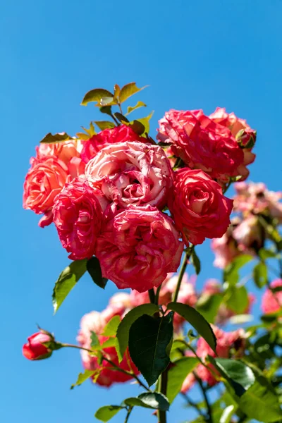 Красные Розы Ветке Саду — стоковое фото