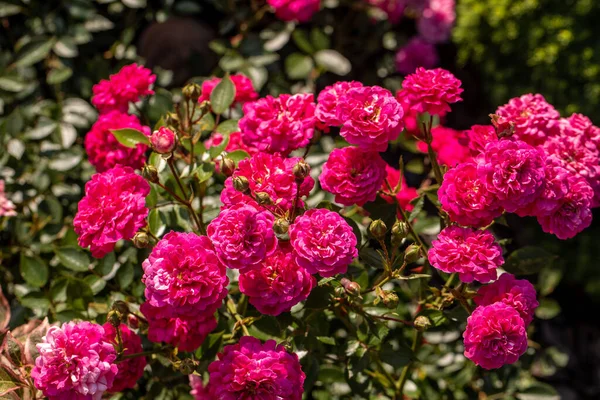 Rote Rosen Ast Garten — Stockfoto