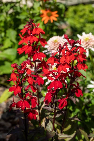Красный Кардинальный Цветок Lobelia Cardinalis Саду — стоковое фото