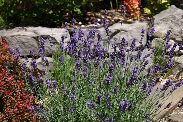 Blooming Lavender Flowers Garden — Fotografia de Stock