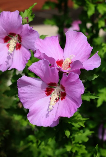 Beautiful Pink Flowers Hibiscus Syriacus Garden — Fotografia de Stock