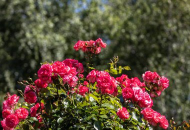 kırmızı gül dalı Bahçe