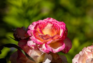 kırmızı gül dalı Bahçe