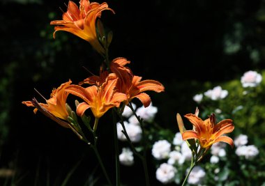 Yaz bahçesinde portakal zambağı. Zambak çiçeklerine yakın çekim.