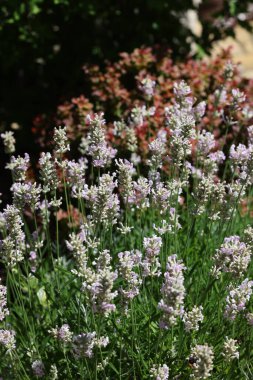 Narrow-leaved white lavender, Edelweiss Lavandula or angustifolia White