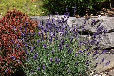  the blooming lavender flowers in garden