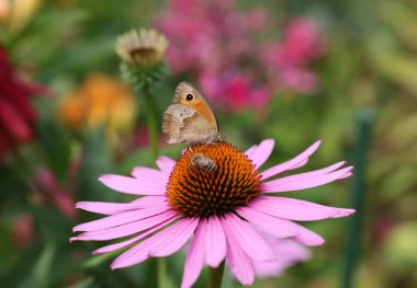 A butterfly and a bee while working on the flowers of Echinacea