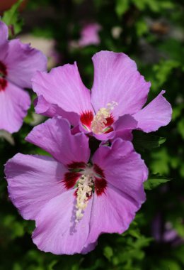 Beautiful pink flowers of Hibiscus syriacus in garden