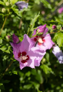 Beautiful pink flowers of Hibiscus syriacus in garden