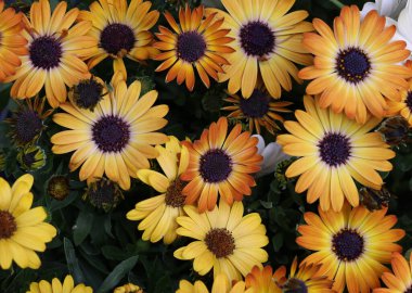 Bahçede açan sarı Afrika papatyası ya da osteospermum çiçeği