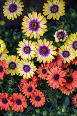 Bahçede çiçek açan Afrika papatyası ya da osteospermum çiçeği