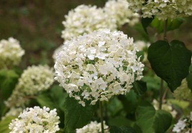  Bahçedeki güzel beyaz bir ortancaya yakın çekim