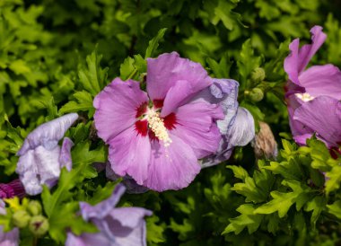 Beautiful pink flowers of Hibiscus syriacus in garden