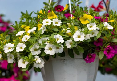 Renkli Calibrachoa ya da saksıda çan çiçeği. Mevsimlik çiçekler