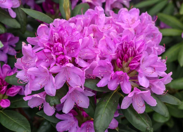 Beautiful blooming pink azalea flowers in garden