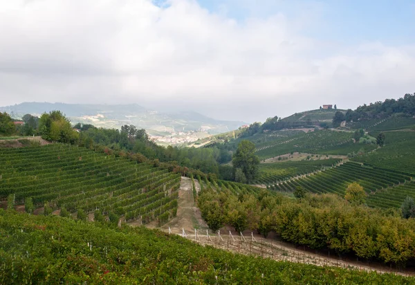 Barolo Unesco Sitesi Yakınlarındaki Langhe Üzüm Bağları Piedmont Talya Stok Fotoğraf