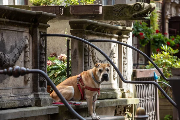 A dog waiting for its owner on the stairs at Mariacka Street in Gdansk. Poland