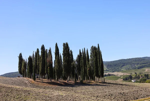 Ikonická Skupina Cypřišových Stromů Poli Blízkosti San Quirica Toskánsko Itálie — Stock fotografie