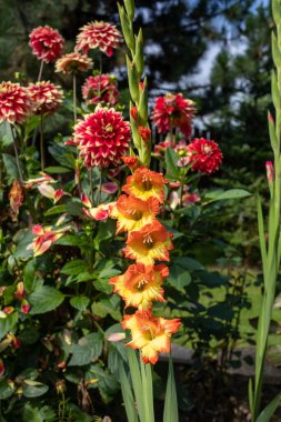 Gladiola ve şakayıklar yazın bahçede çiçek açar.