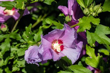 Beautiful pink flowers of Hibiscus syriacus in garden