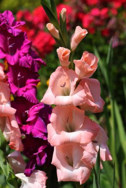 Renkli gladioli yazın bahçede çiçek açıyor.