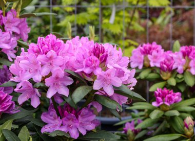 Beautiful blooming pink azalea flowers in garden