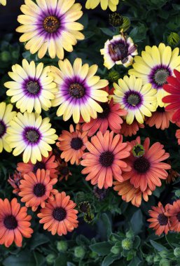 Bahçede çiçek açan Afrika papatyası ya da osteospermum çiçeği