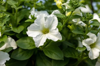 Çiçek açan beyaz surfinya çiçekleri ve güzel narin taç yaprakları