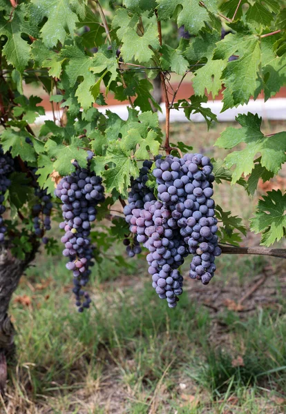 Piękna Gromadka Czarnych Nebbiolo Winogron Zielonymi Liśćmi Winnicach Barolo Piemonte — Zdjęcie stockowe