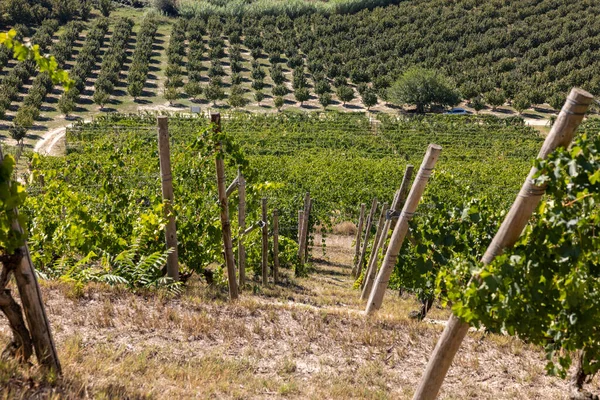 Вид Виноградники Ланге Grinzane Cavour Сайт Unesco Федмонт Италия — стоковое фото