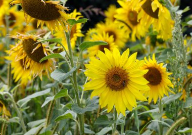 Yellow Sunflowers growing in a field. Natural sunflower background.