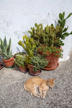 Sassi di Matera 'da bir caddede yatan kızıl bir kedi. Matera şehrinin tarihi bir bölgesi. Basilicata. İtalya
