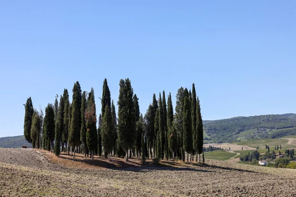 Ikonická Skupina Cypřišových Stromů Poli Blízkosti San Quirica Toskánsko Itálie — Stock fotografie