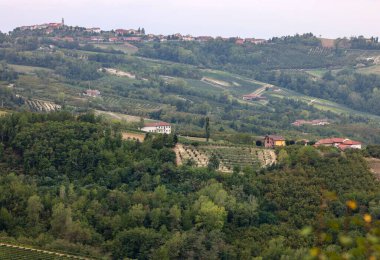 Piedmont, İtalya 'da Albaretto della Torre bölgesinde fındık ağaçları